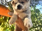 Japon Akita Bebeklerimiz