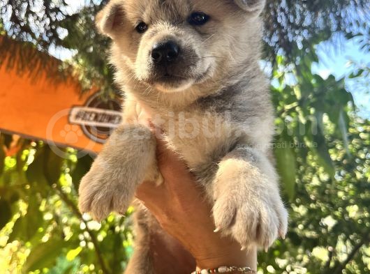 Japon Akita Bebeklerimiz görsel