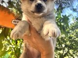 Japon Akita Bebeklerimiz
