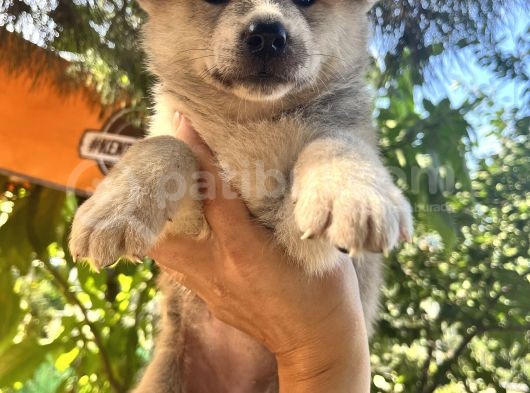 Japon Akita Bebeklerimiz görsel