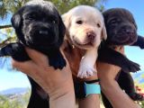 Renk Renk Labrador Bebeklerimiz