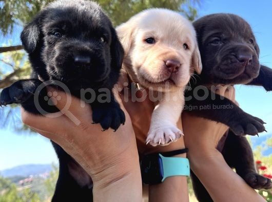 Renk Renk Labrador Bebeklerimiz görsel