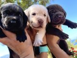 Renk Renk Labrador Bebeklerimiz