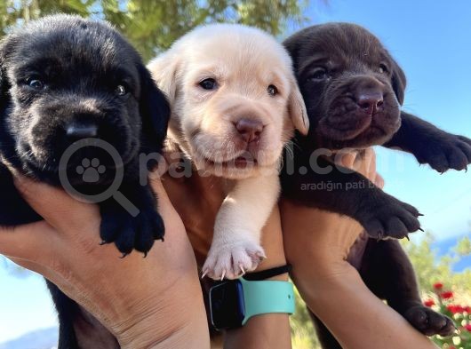 Renk Renk Labrador Bebeklerimiz