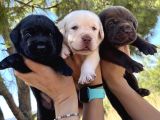 Renk Renk Labrador Bebeklerimiz