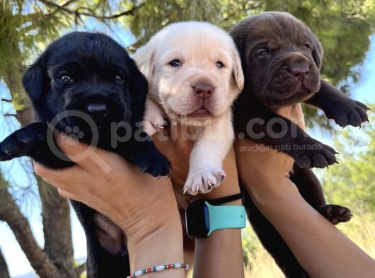Renk Renk Labrador Bebeklerimiz görsel