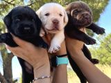 Renk Renk Labrador Bebeklerimiz