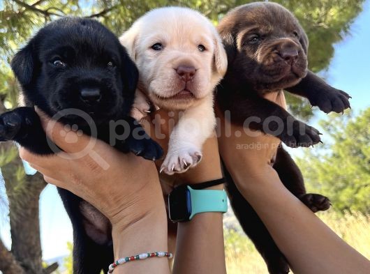 Renk Renk Labrador Bebeklerimiz görsel