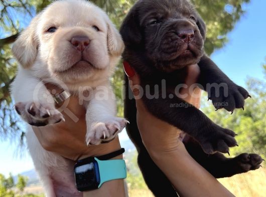 Renk Renk Labrador Bebeklerimiz görsel