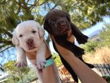 Renk Renk Labrador Bebeklerimiz