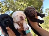Renk Renk Labrador Bebeklerimiz