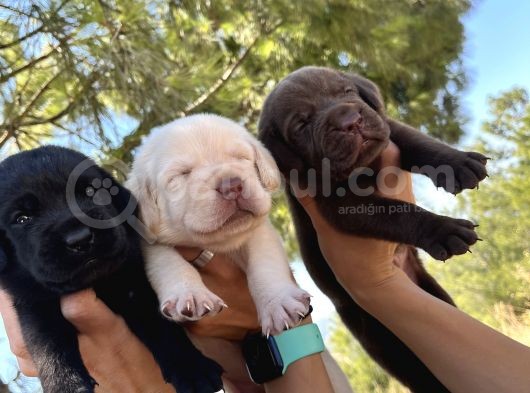 Renk Renk Labrador Bebeklerimiz görsel