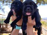 Dev Anne Babadan Italyan Mastiff Yavrular Rezerveye Açık