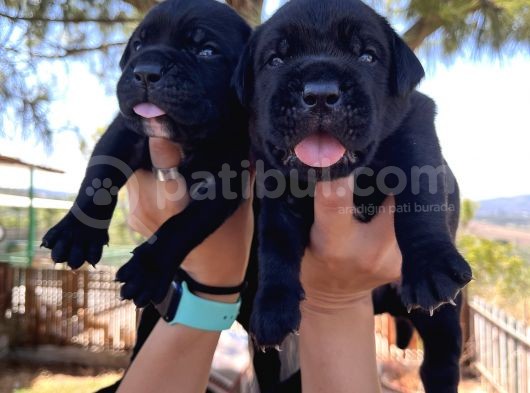 Dev Anne Babadan Italyan Mastiff Yavrular Rezerveye Açık