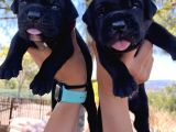 Dev Anne Babadan Italyan Mastiff Yavrular Rezerveye Açık
