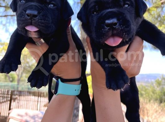 Dev Anne Babadan Italyan Mastiff Yavrular Rezerveye Açık görsel