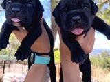 Dev Anne Babadan Italyan Mastiff Yavrular Rezerveye Açık