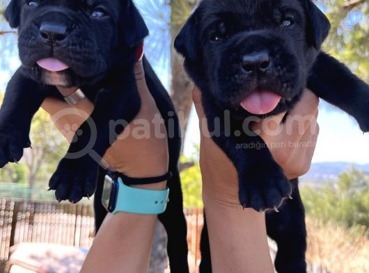 Dev Anne Babadan Italyan Mastiff Yavrular Rezerveye Açık görsel