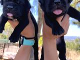 Dev Anne Babadan Italyan Mastiff Yavrular Rezerveye Açık