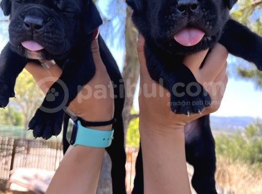 Dev Anne Babadan Italyan Mastiff Yavrular Rezerveye Açık görsel