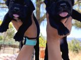 Dev Anne Babadan Italyan Mastiff Yavrular Rezerveye Açık