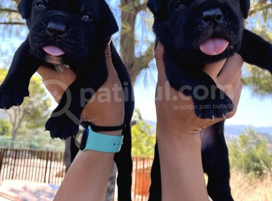 Dev Anne Babadan Italyan Mastiff Yavrular Rezerveye Açık görsel