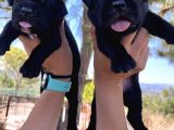 Dev Anne Babadan Italyan Mastiff Yavrular Rezerveye Açık