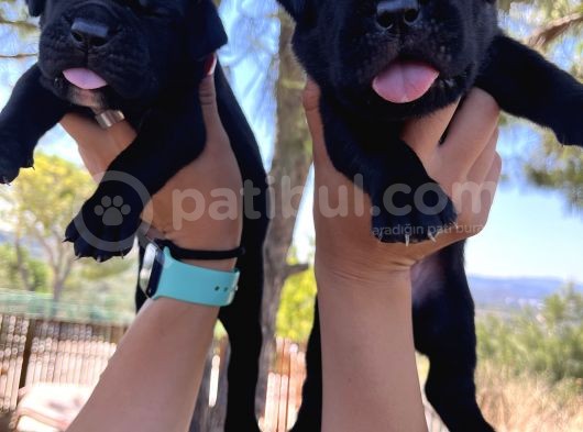 Dev Anne Babadan Italyan Mastiff Yavrular Rezerveye Açık görsel