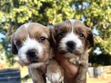 Yeni Nesil CavaPoo yavrularımız