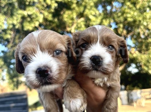 Yeni Nesil Cavapoo Yavrularımız