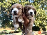 Yeni Nesil Cavapoo Yavrularımız
