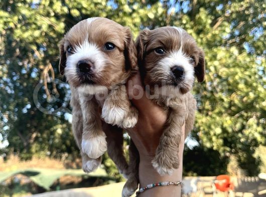 Yeni Nesil Cavapoo Yavrularımız görsel