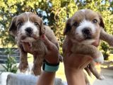 Yeni Nesil Cavapoo Yavrularımız