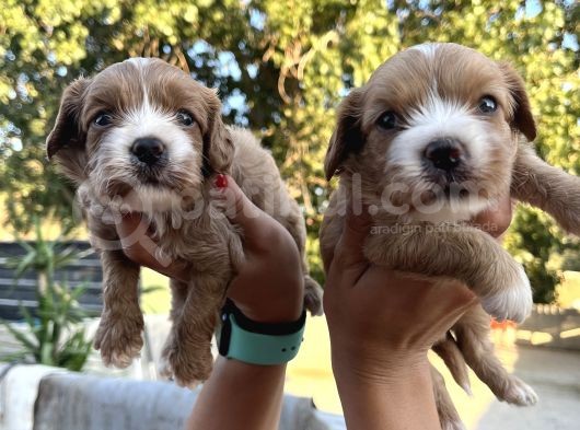 Yeni Nesil Cavapoo Yavrularımız görsel
