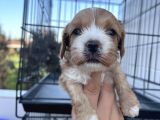 Yeni Nesil Cavapoo Yavrularımız