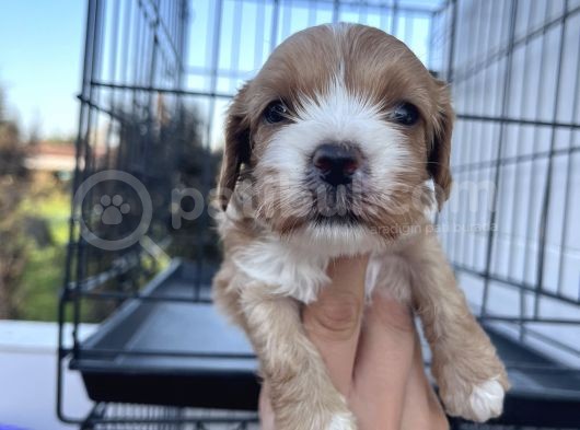 Yeni Nesil Cavapoo Yavrularımız görsel