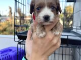 Yeni Nesil Cavapoo Yavrularımız