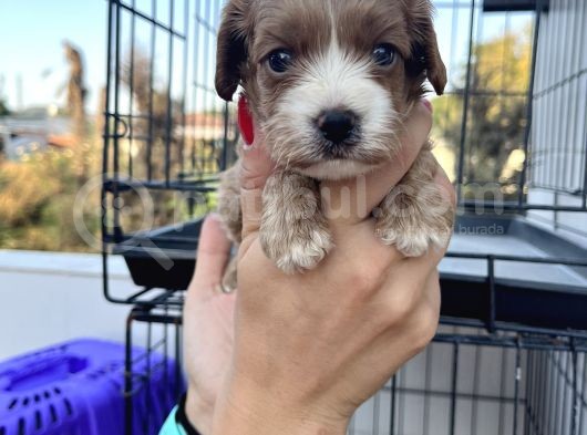 Yeni Nesil Cavapoo Yavrularımız görsel