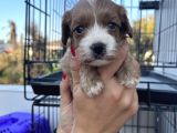 Yeni Nesil Cavapoo Yavrularımız