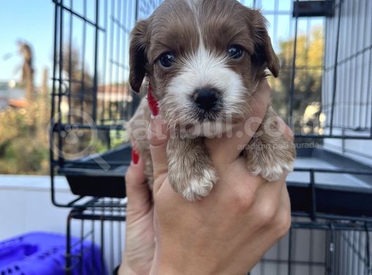 Yeni Nesil Cavapoo Yavrularımız görsel