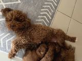 Toy Poodle Yavrular