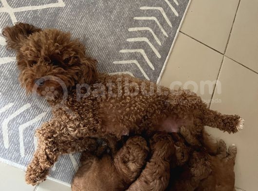 Toy Poodle Yavrular görsel