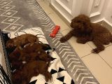 Toy Poodle Yavrular