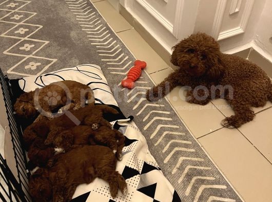 Toy Poodle Yavrular görsel