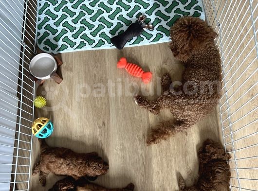 Toy Poodle Yavrular görsel