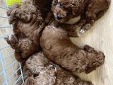Toy Poodle Yavrular