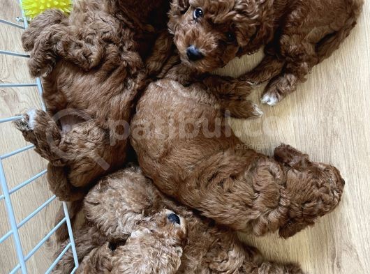 Toy Poodle Yavrular görsel