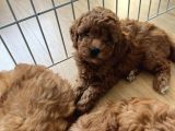 Toy Poodle Yavrular