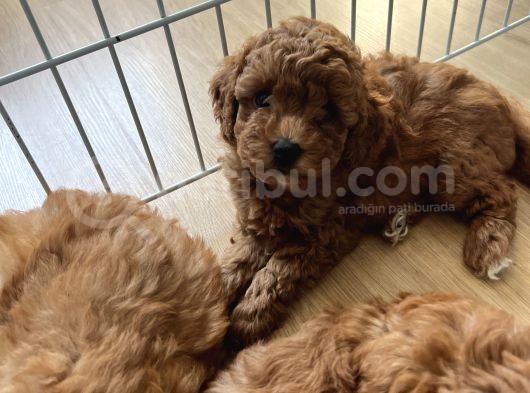 Toy Poodle Yavrular görsel