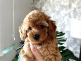 Toy Poodle Yavrular